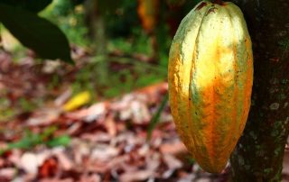 cocoa pod